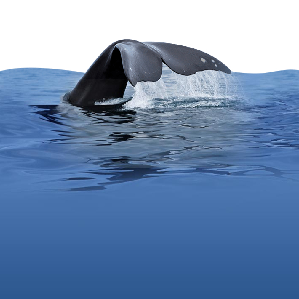 MIE Company Home Page